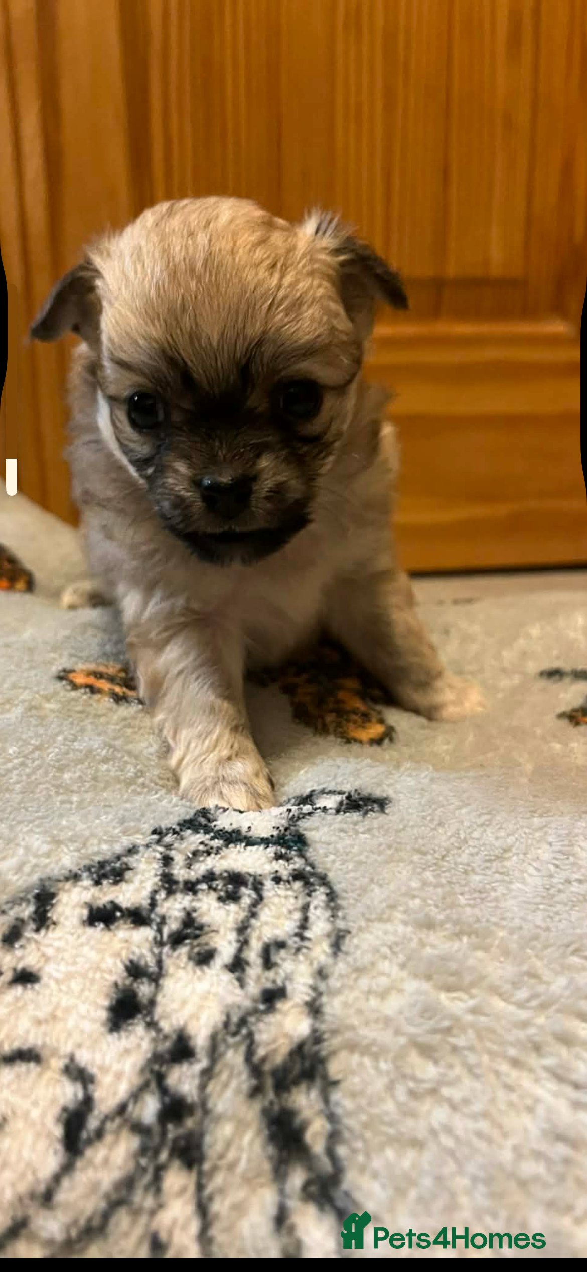 Chihuahua dogs Long coated chihuahua puppies  - Advert 7