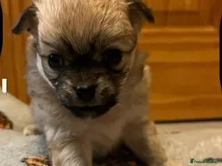 Chihuahua dogs Long coated chihuahua puppies - Advert 7