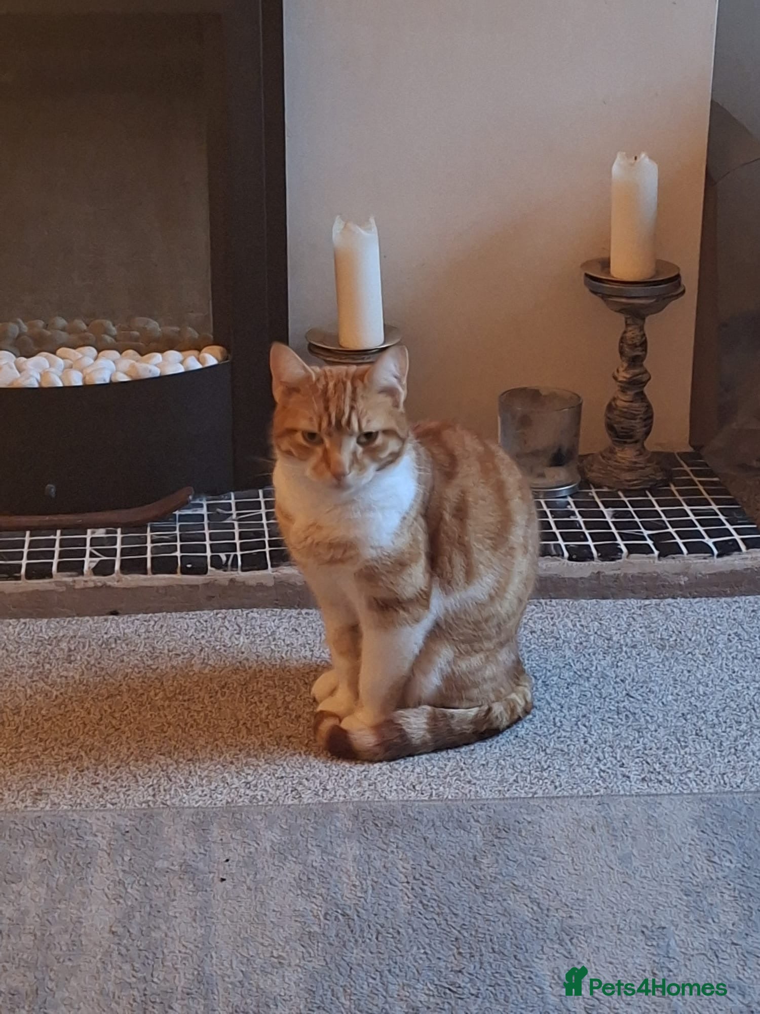 Mixed Breed cats Ginger mog cat in Bridgnorth - Advert 1