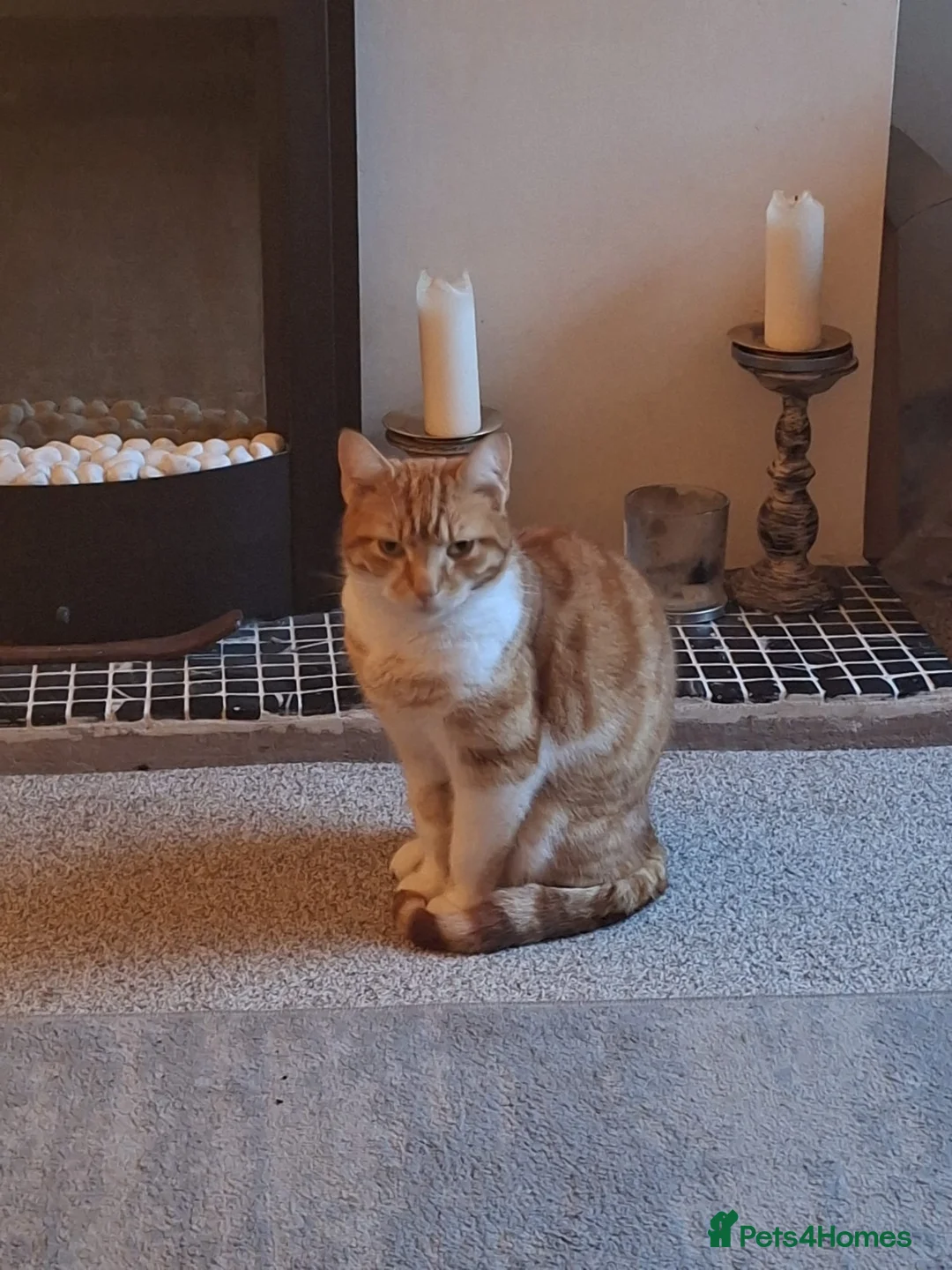 Mixed Breed cats for sale: Ginger mog cat in Bridgnorth - Advert 1