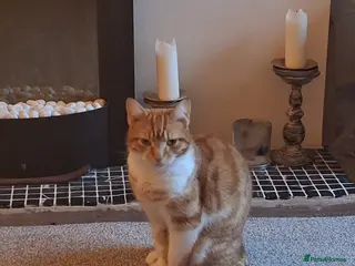 Mixed Breed cats Ginger mog cat in Bridgnorth - Advert 1