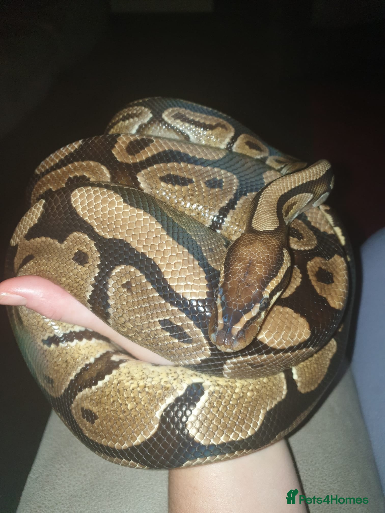 Python Snake reptiles Standard royal python  - Advert 1