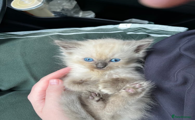 Ragdoll cats - Advert 13