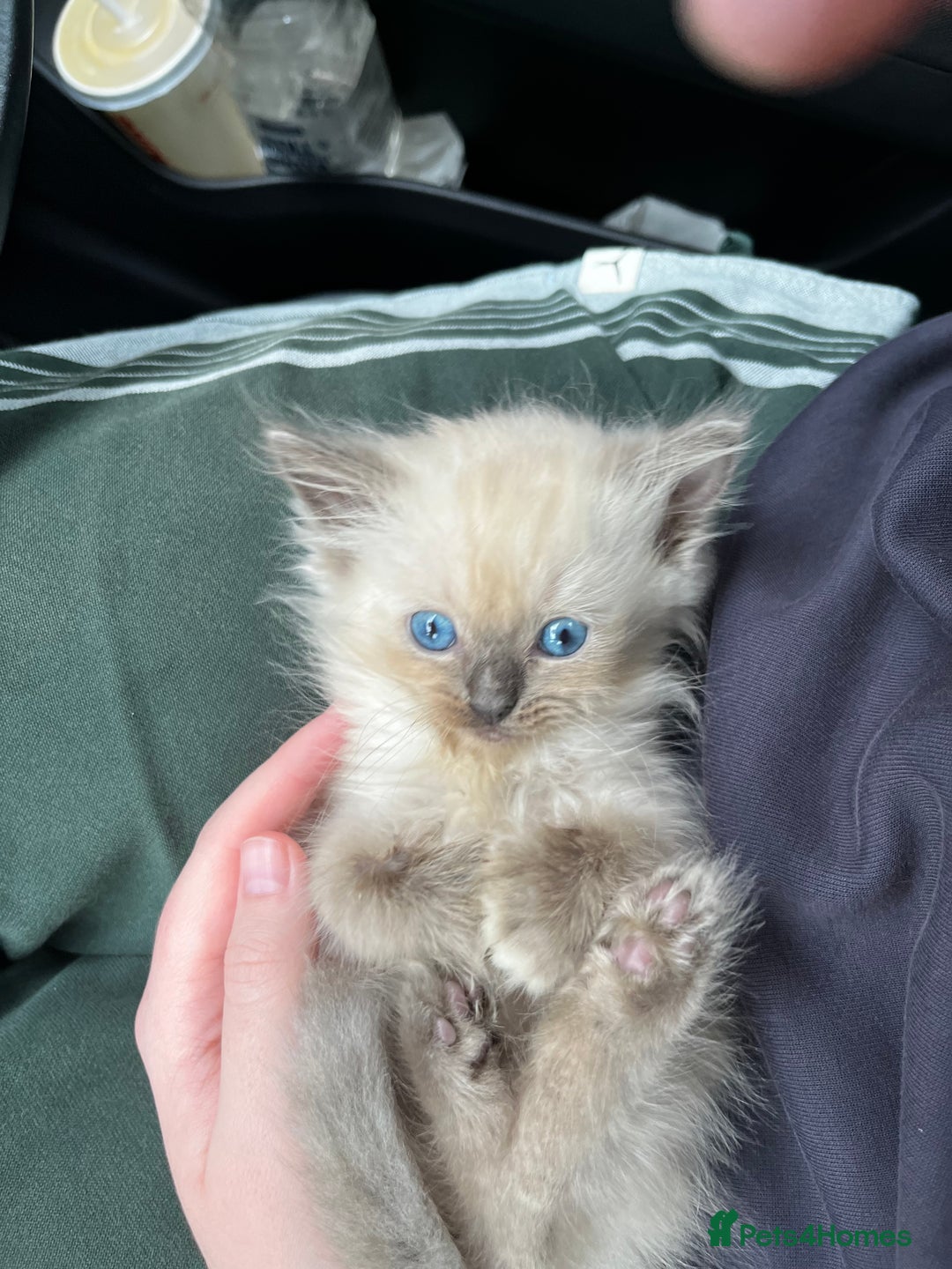 Ragdoll cats for sale: Singular Ragdoll kitten ready to go now! - Image 1