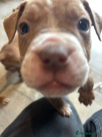 Olde English Bulldogge dogs - Advert 9