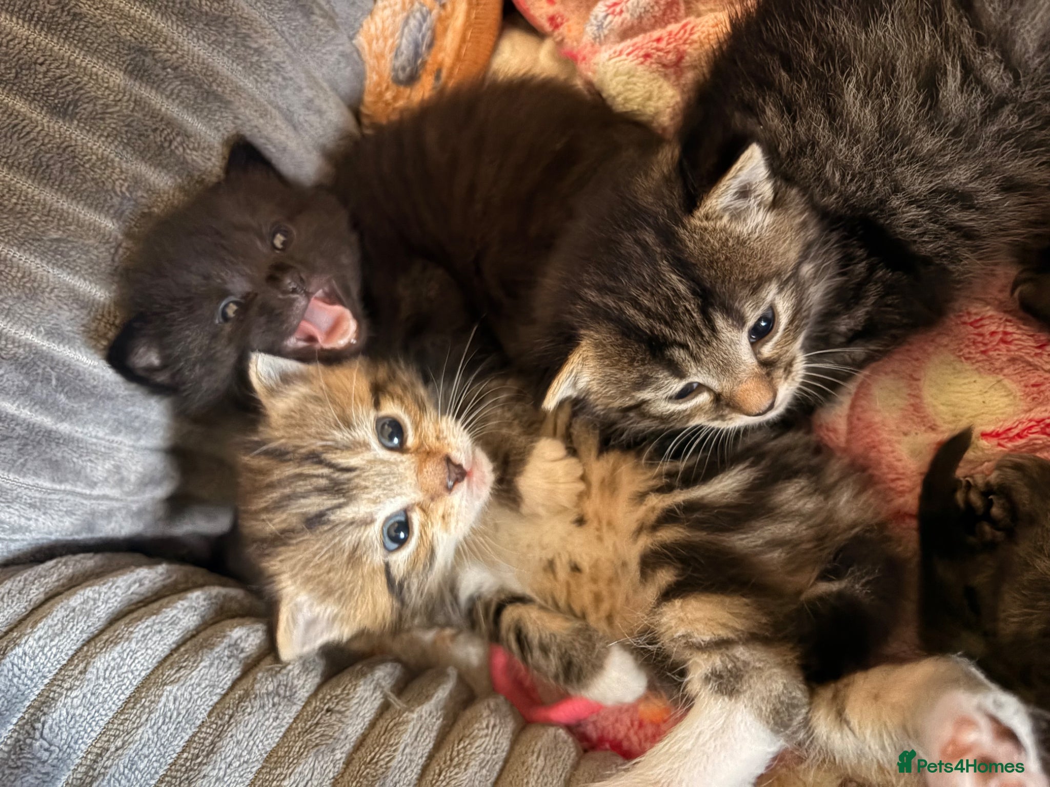 Mixed Breed cats Adorable Kittens Looking for Loving Homes! - Advert 1
