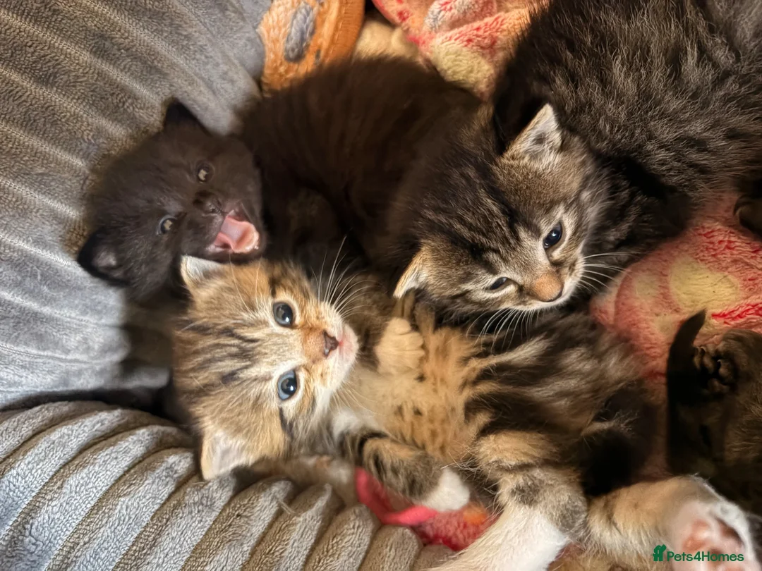 Mixed Breed cats for sale: Adorable Kittens Looking for Loving Homes! - Advert 1