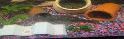 Corys fish for sale: Fish and tanks for sale - Advert 3