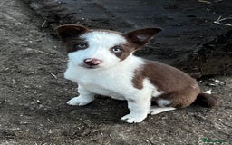 Border Collie dogs for sale: 2 beautiful border collie bitches  - Image 1