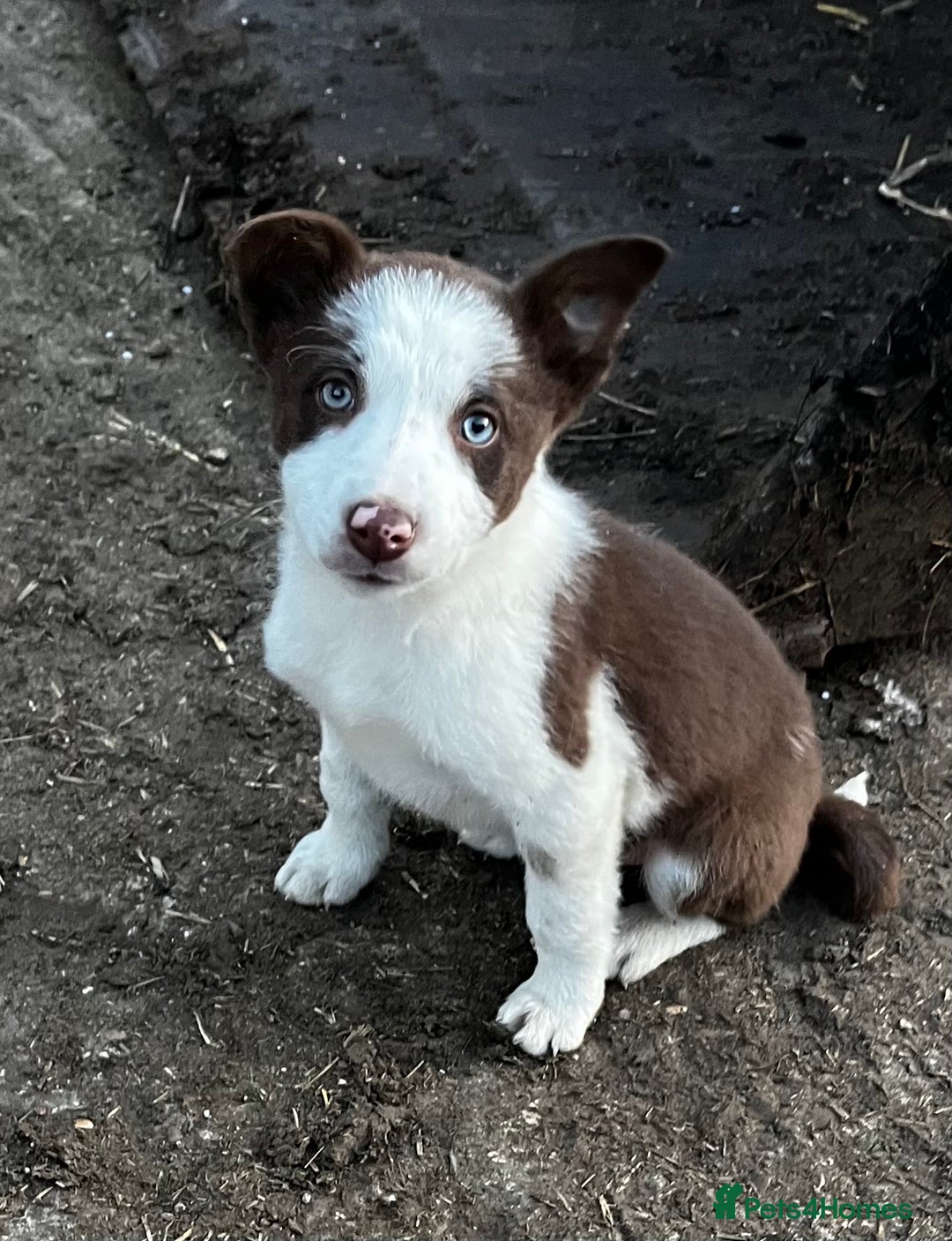 Border Collie dogs for sale: 2 beautiful border collie bitches  - Image 1