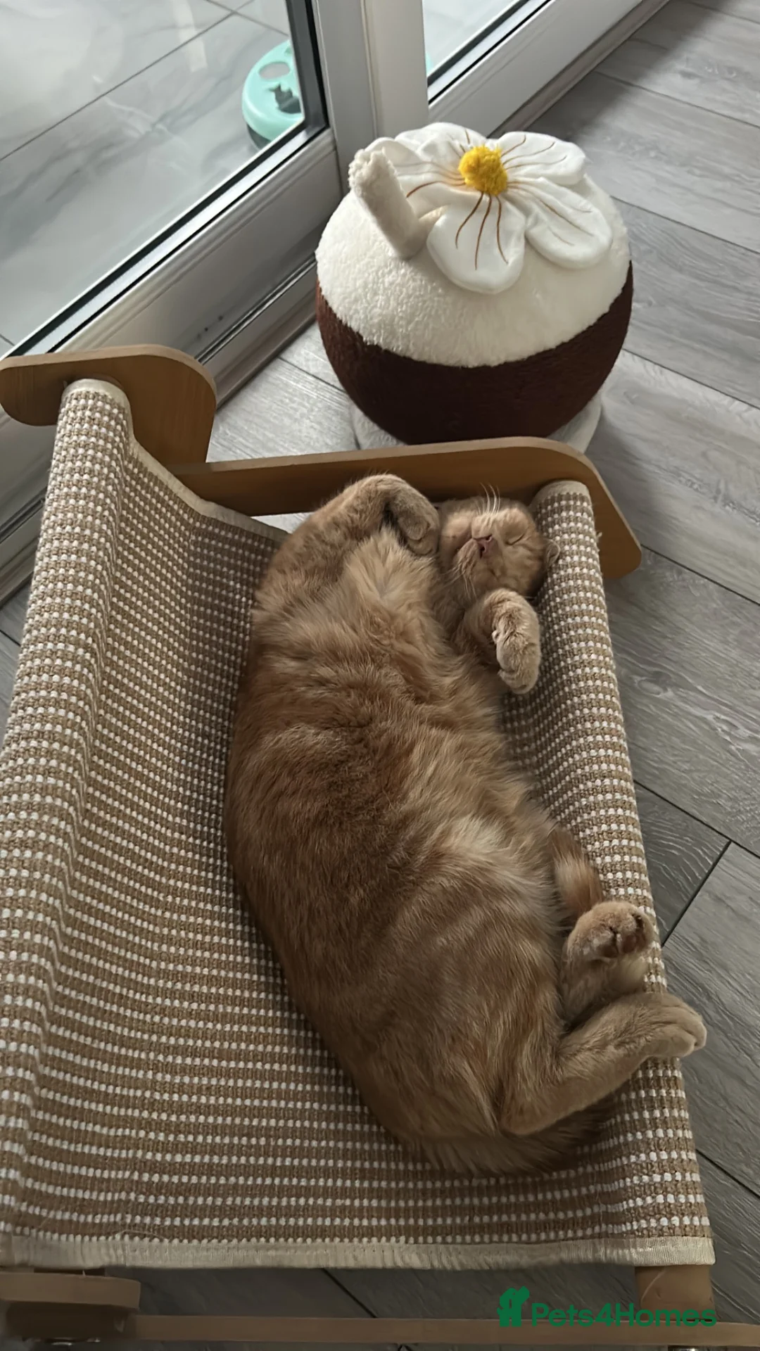 Mixed Breed cats for sale: Mixed breed  - Advert 5
