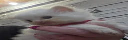 Ragdoll cats for sale: 2 Beautiful Ragdoll Kittens - Advert 23