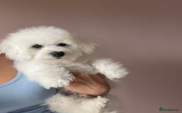 Bichon Frise dogs for sale: Bichon Frise Puppies  - Image 17