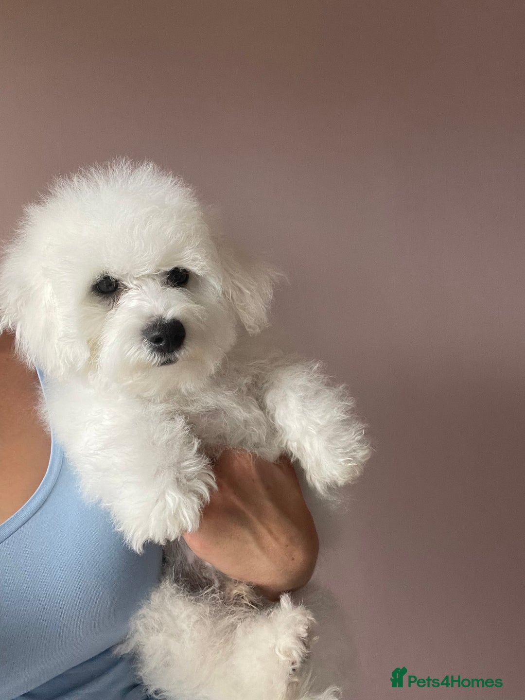 Bichon Frise dogs for sale: Bichon Frise Puppies  - Image 17
