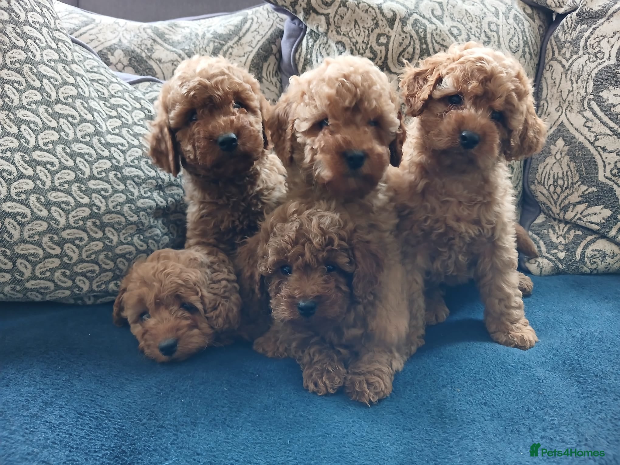 Cavapoo dogs Cavapoo puppies for sale - Advert 1