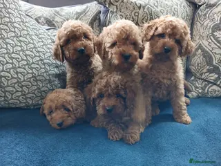 Cavapoo dogs Cavapoo puppies for sale - Advert 2