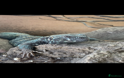 Lizard reptiles for sale: Uromastyx Ornata Male - Image 1