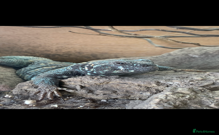 Lizard reptiles - Advert 1