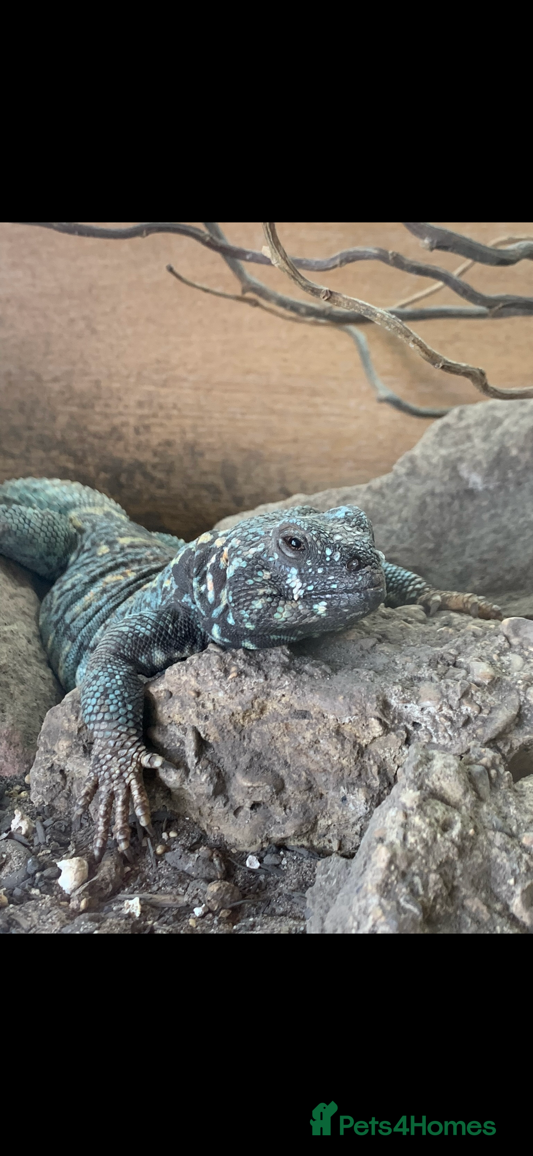 Lizard reptiles for sale: Uromastyx Ornata Male - Image 1