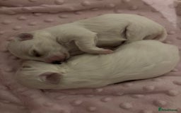 Maltese dogs for sale: Beautiful Maltese puppies for sale - Image 9