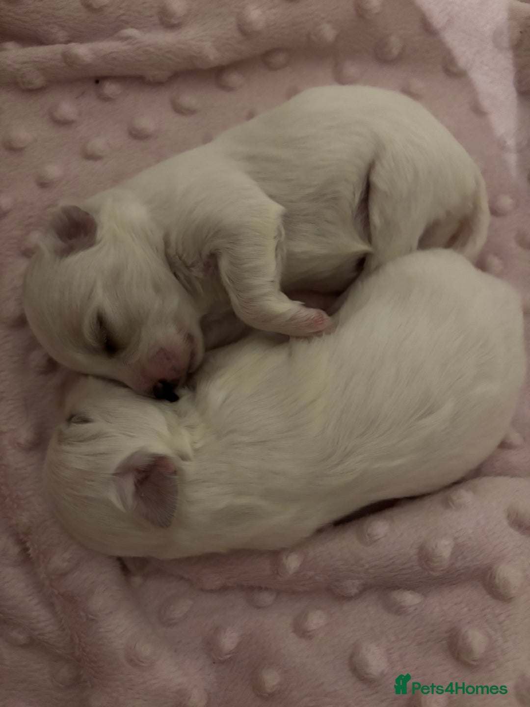 Maltese dogs for sale: Beautiful Maltese puppies for sale - Image 9
