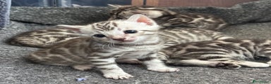 Bengal Kitten 1