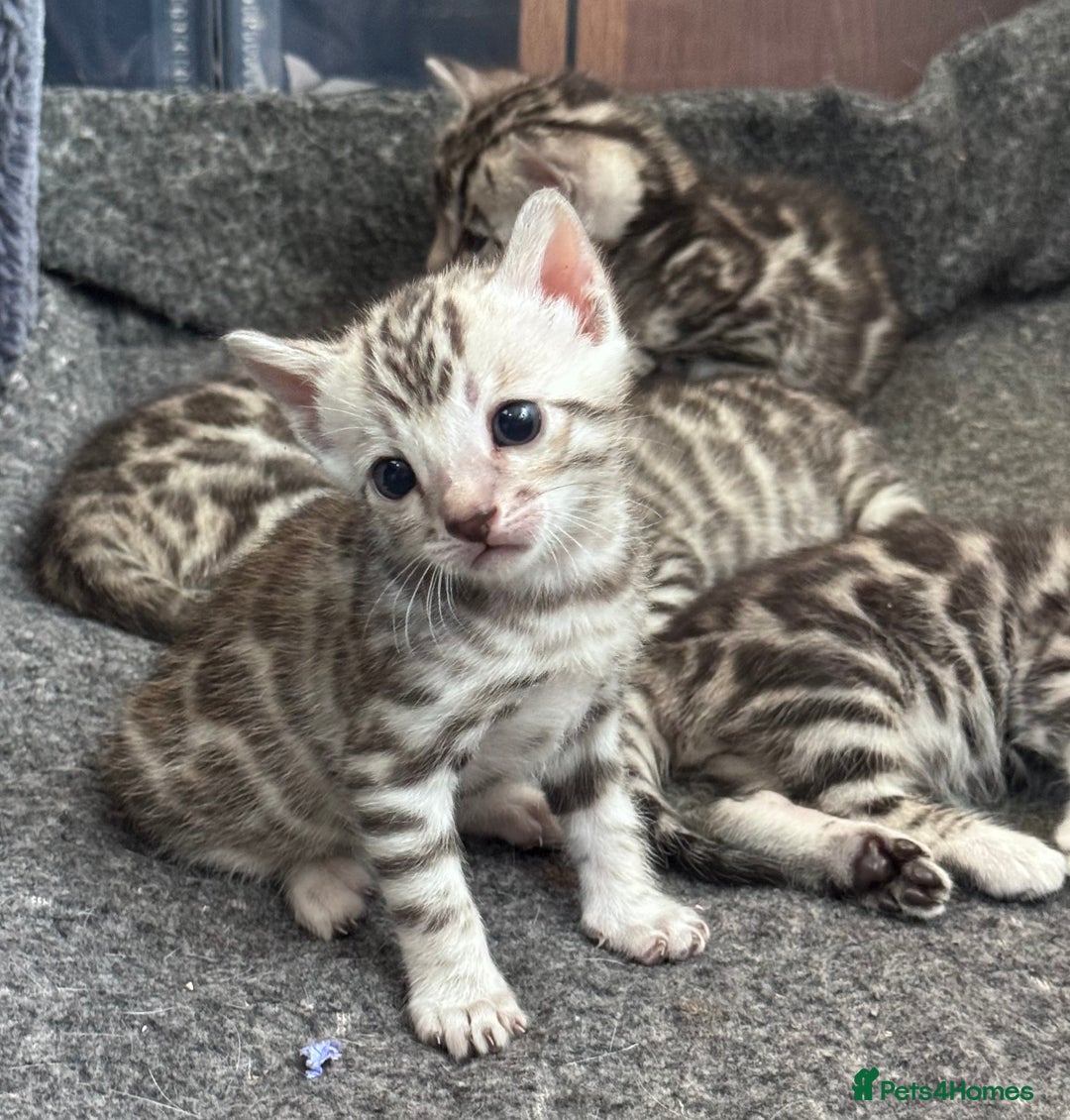 Bengal cats for sale: Ready mid March. Stunning TICA-registered Bengals  - Advert 14