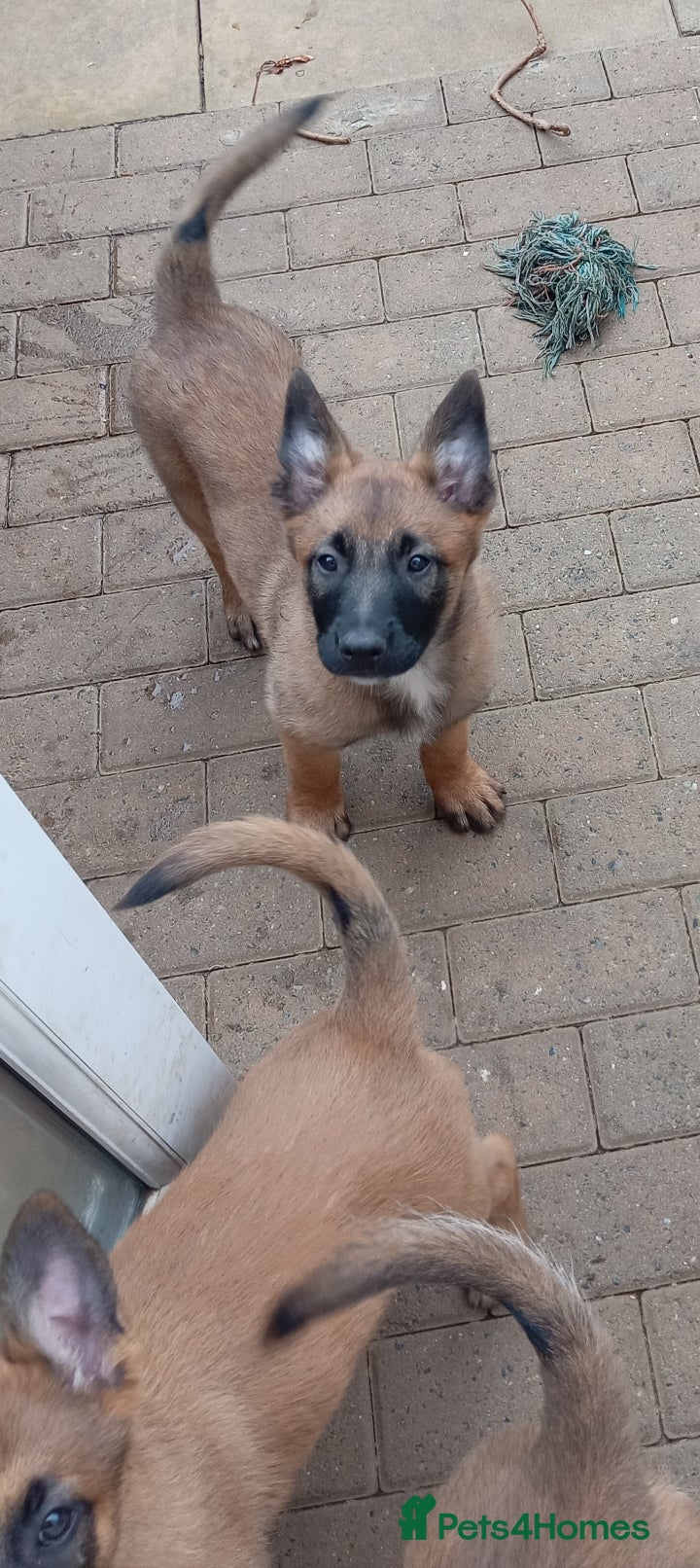 Belgian Shepherd Dog dogs 🔥 Confident Belgian Malinois – Ready Now - Advert 1