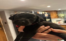 Mixed Breed dogs for sale: Rottweiler cross Labrador *READY TO VIEW* in Oxted - Image 5