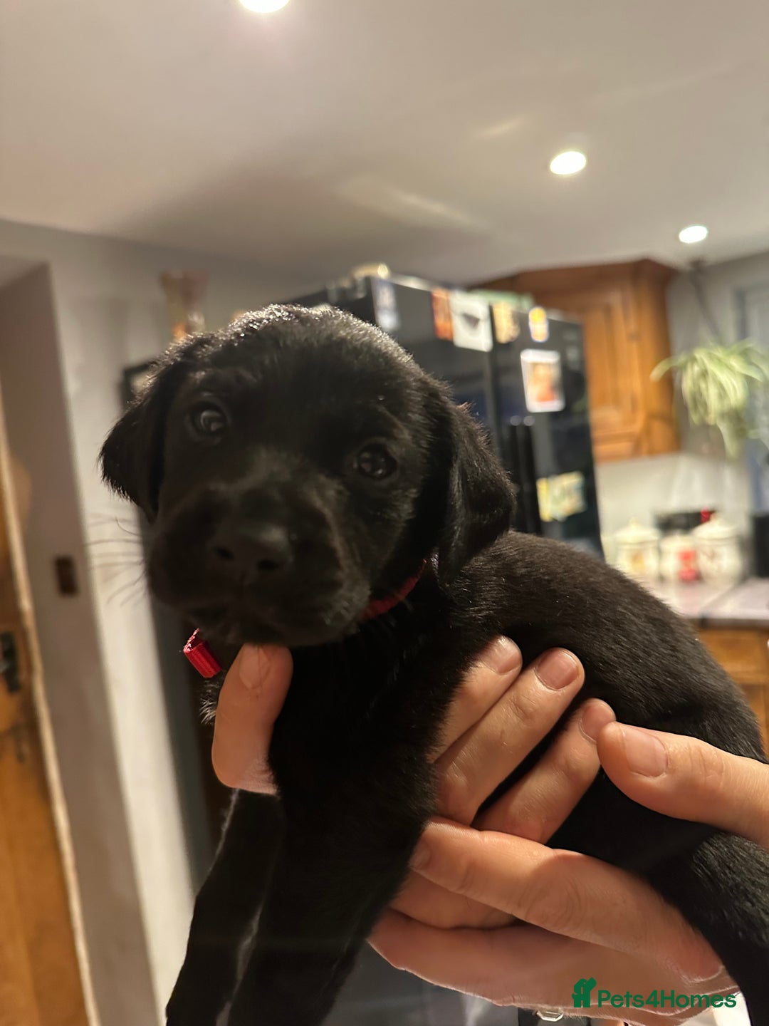 Mixed Breed dogs for sale: Rottweiler cross Labrador *READY TO VIEW* in Oxted - Image 5