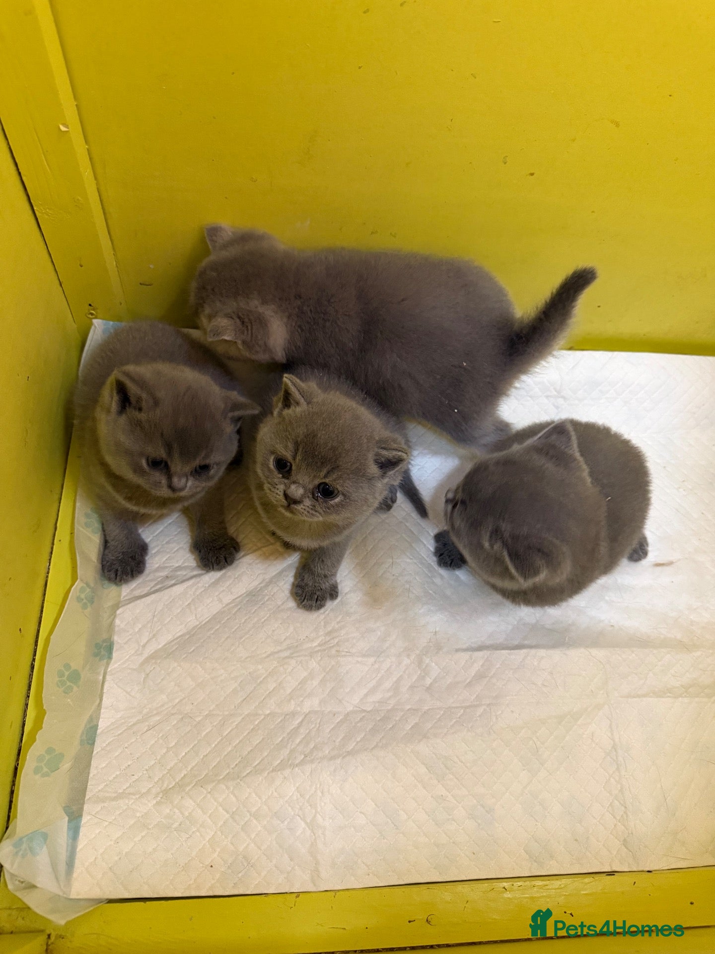 British Shorthair cats Cute British Shorthair Kittens open for reserve - Advert 2