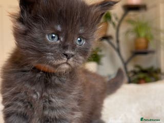 Maine Coon cats 5 Main Coon Kittens - Advert 15