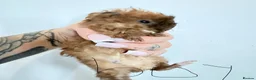 Mixed Breed rodents for sale: Male baby guinea pigs available  - Advert 8