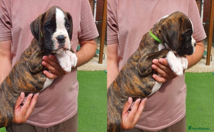 Boxer dogs - Advert 1