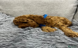 Labradoodle dogs for sale: Miniature Labradoodle  - Advert 12