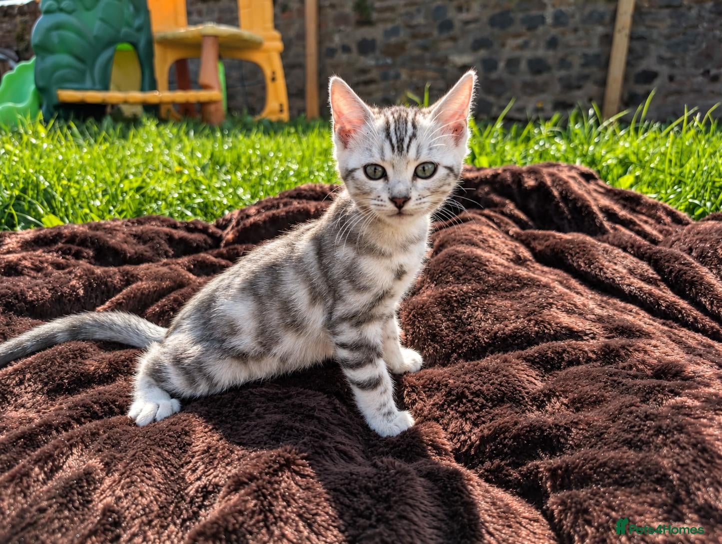Bengal cats TICA Marble Bengal Kittens, Health Tested ❤️ - Advert 1
