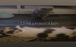 British Shorthair cats for sale: ✨1 BSH Kitten Left £400 ✨  - Image 4