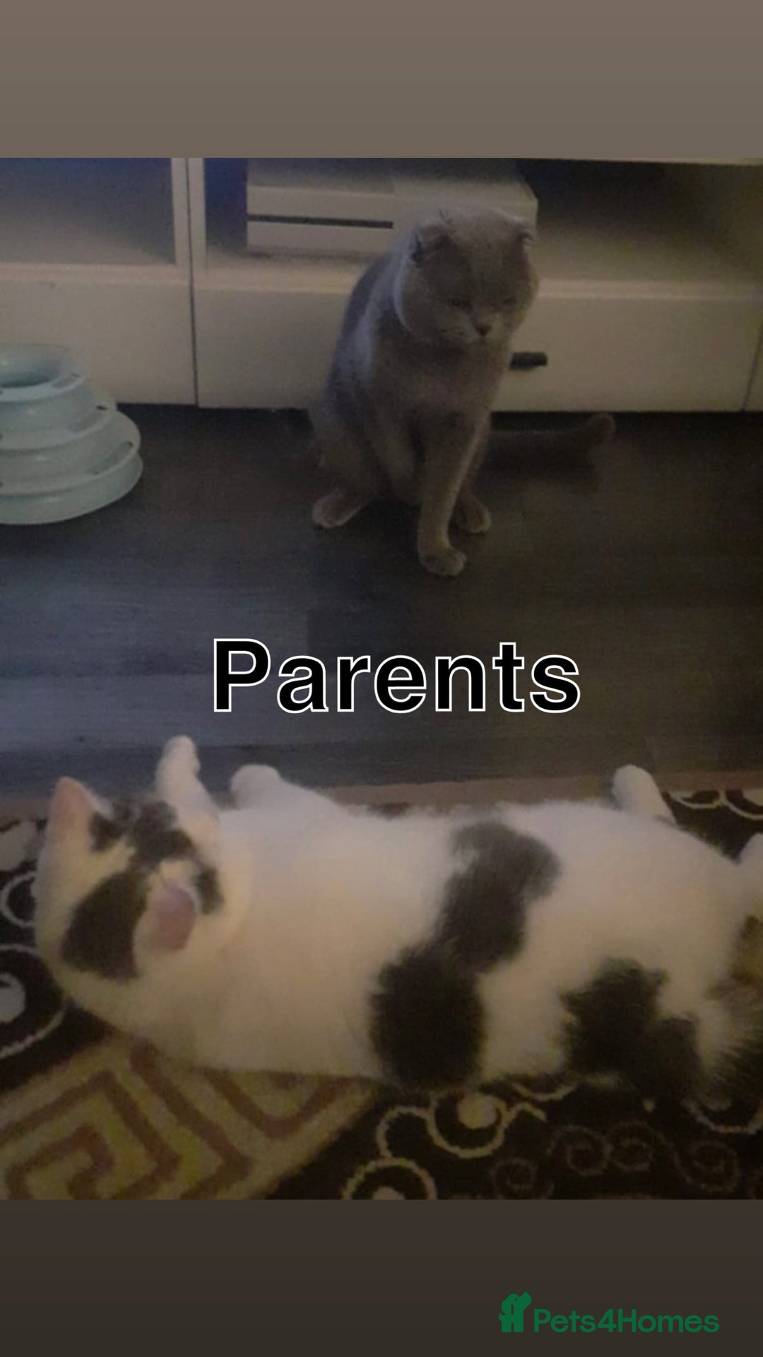British Shorthair cats for sale: ✨1 BSH Kitten Left £400 ✨  - Image 4