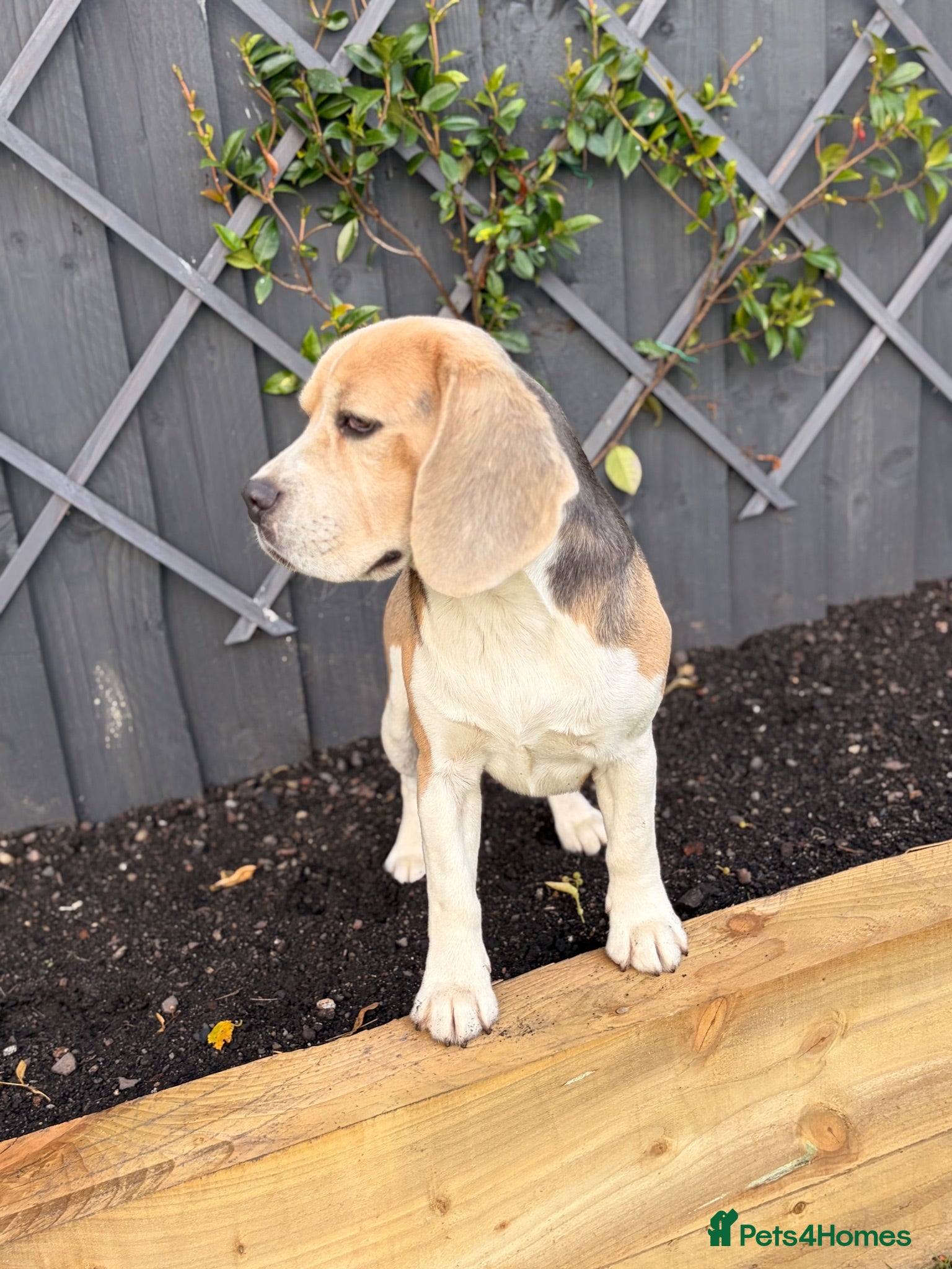 Beagle dogs Stunning Beagle dog  - Advert 7