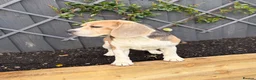 Beagle dogs for sale: Stunning Beagle dog  - Advert 1