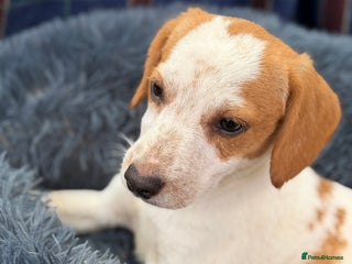 Beagle dogs - Advert 22