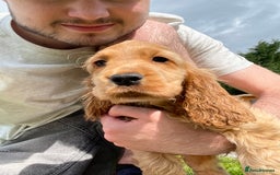 Cocker Spaniel dogs for sale: Stunning Show Quality Gold Girl - Image 4
