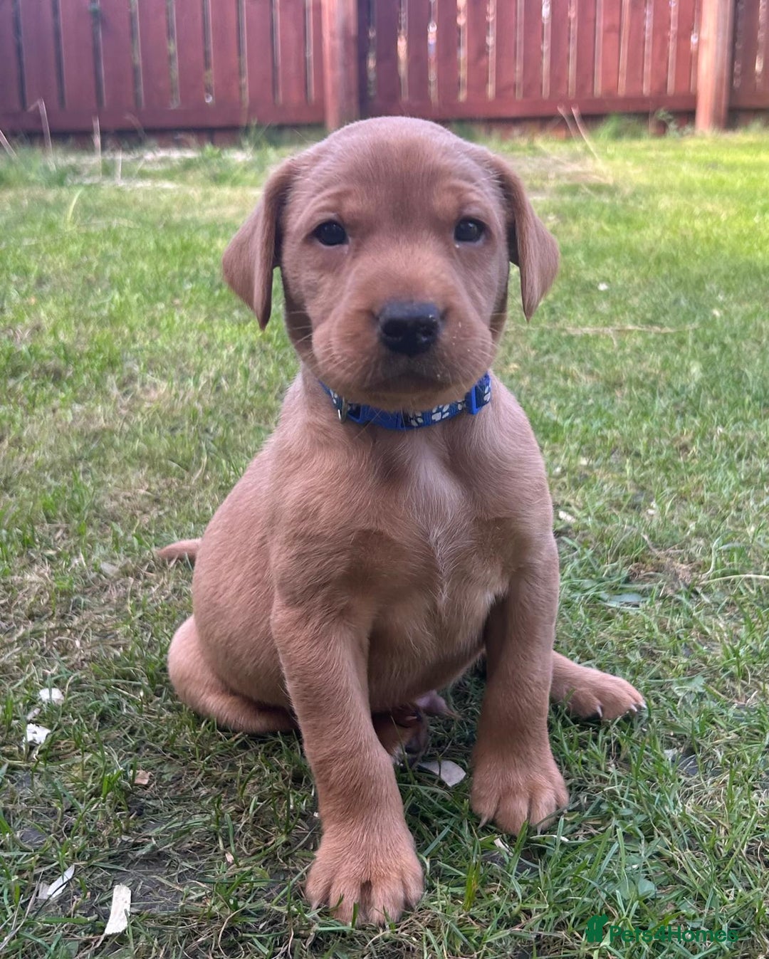 Labrador Retriever dogs for sale: Beautiful litter of KC labrador puppies  - Image 13
