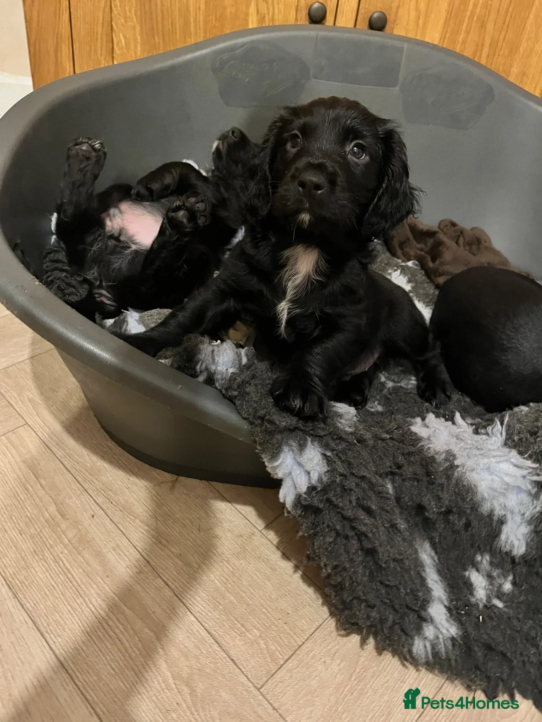 Mixed Breed dogs for sale: 2 beautiful spanial mix male pups remaining  - Advert 2