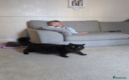 Maine Coon cats for sale: Maine coon cross looking for forever home - Image 7