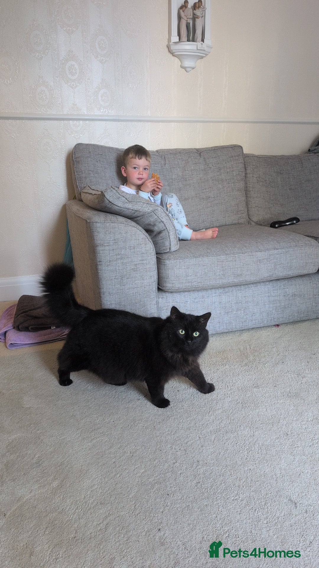 Maine Coon cats for sale: Maine coon cross looking for forever home - Image 7