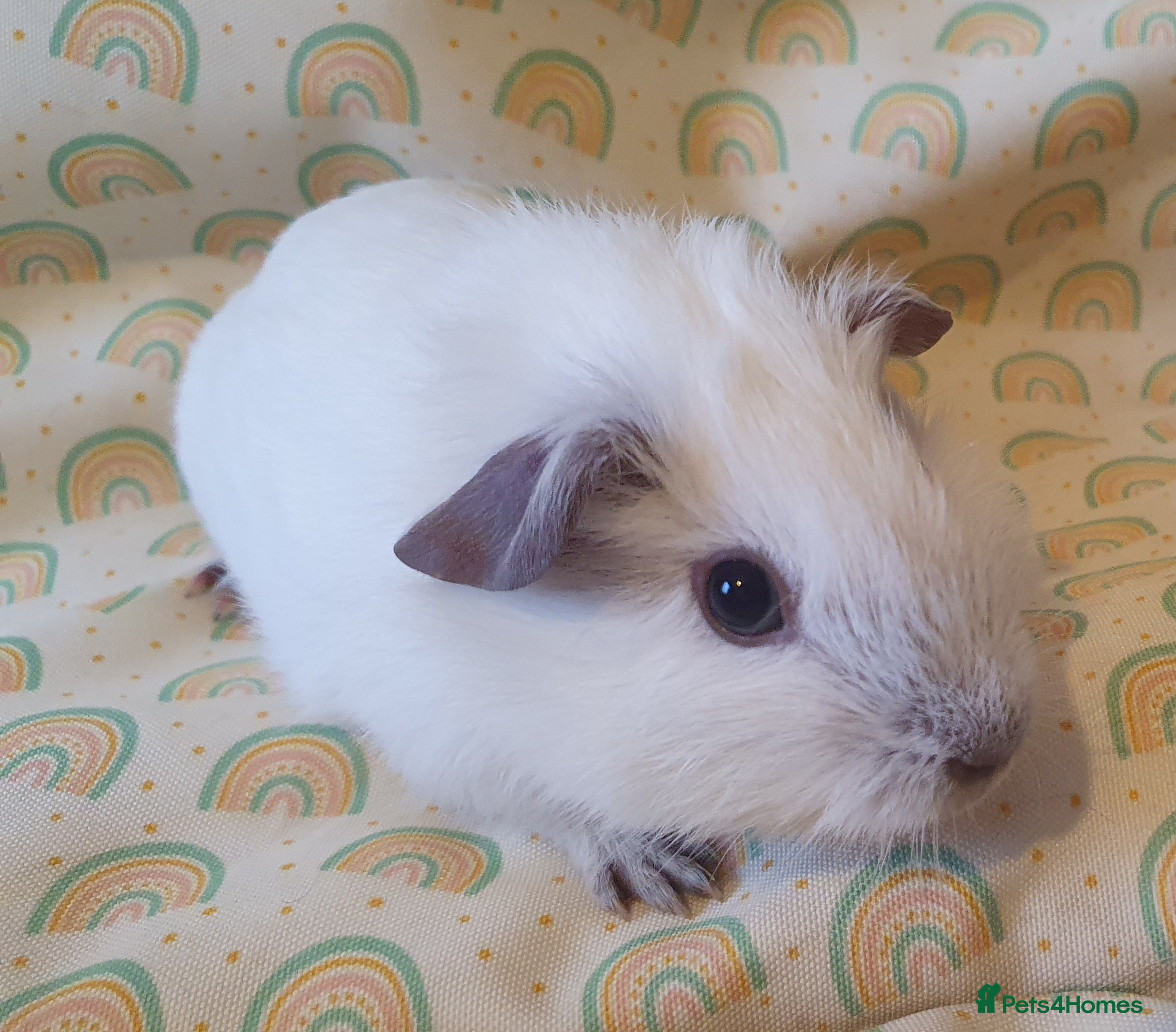 Guinea Pig rodents guinea pigs  - Advert 1