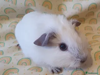 Guinea Pig rodents guinea pigs - Advert 1