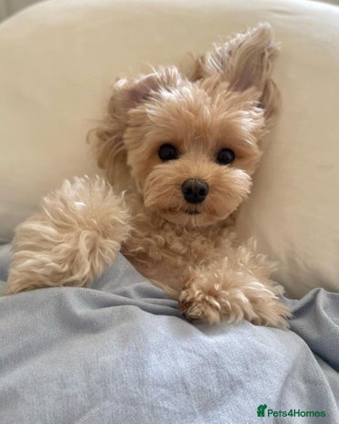 Maltipoo dogs - Advert 1