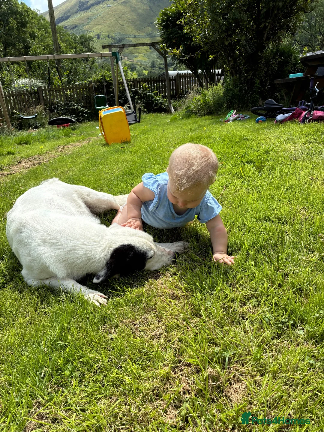 Border Collie dogs for sale: 11 beautiful collie puppies - ready for new homes - Advert 2